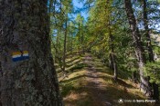 balisage meleze sentier col de la rousse