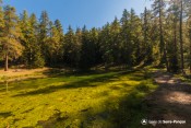 berges algues lauzerot