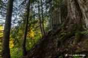 bois rocher sentier echelle