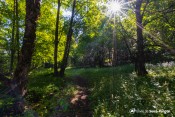 clairiere rayon sous bois sentier echelle