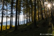 entre ombre et lumiere foret guillaume