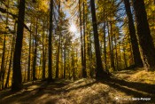 foret doree clot jarry