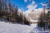 forêt melezes piste la centauree