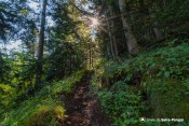 fraicheur rayon sous bois sentier echelle