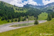 lac morgon floraison
