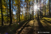 le soleil joue a cache cache dans foret clot jarry