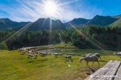 moutons lac sainte marguerite