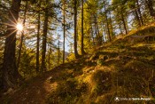 rayon soleil melezin sentier col de la rousse