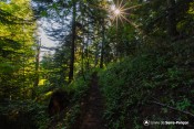 rayon soleil sous bois sentier echelle