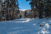 route lac saint apollinaire sous bois foret pin