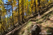 sentier widman pierre melezes dores