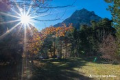 sous arbres pierre arnoux